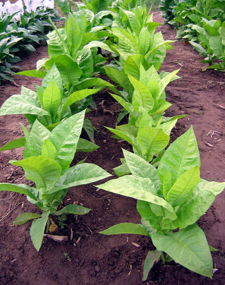Farm Hand Seeds Awa Tobacco