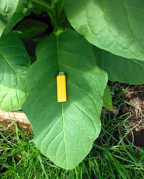 Silk Leaf Tobacco
