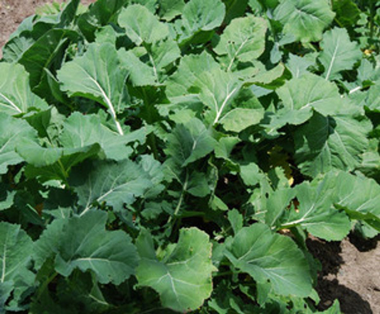 Georgia southern collard greens