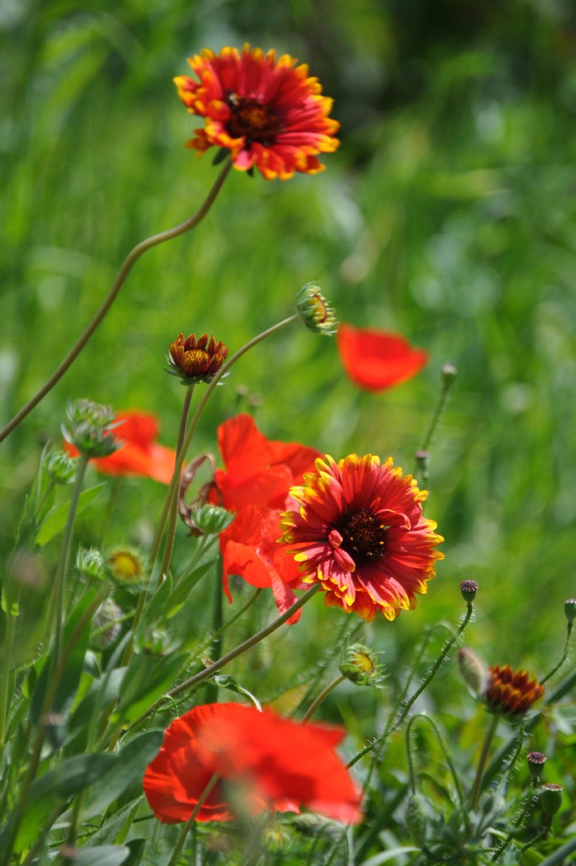 Indian blanket flower