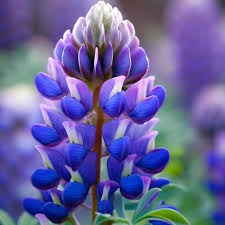 Arroyo Lupine Flower