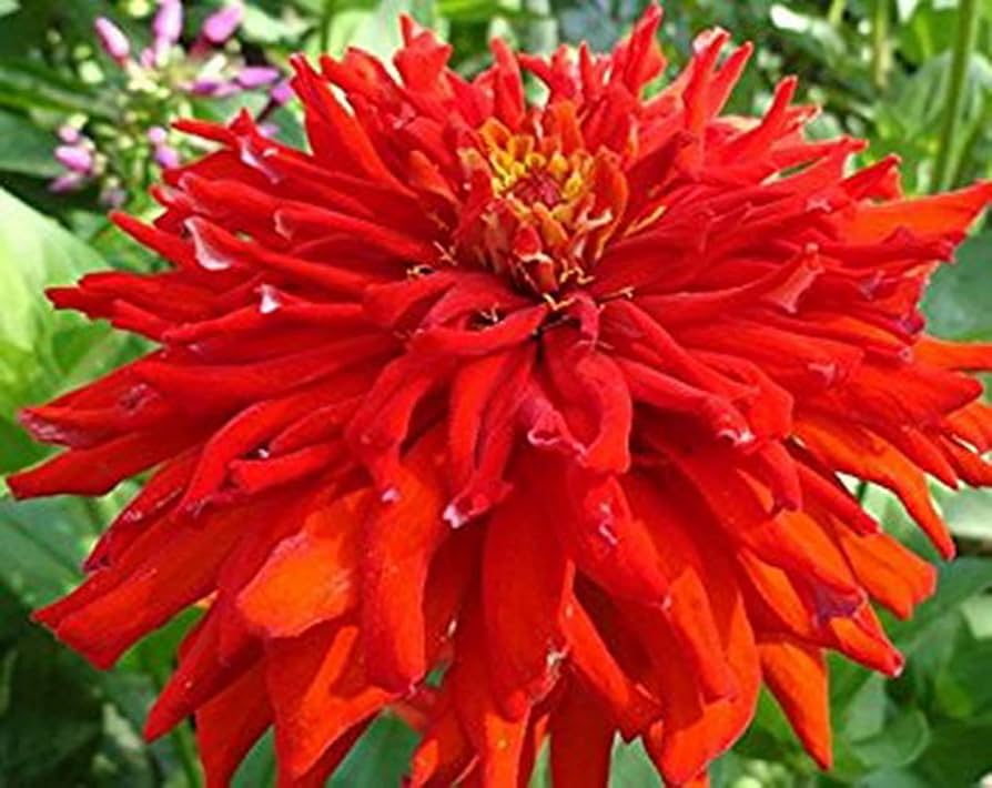 Red giant cactus zinnia