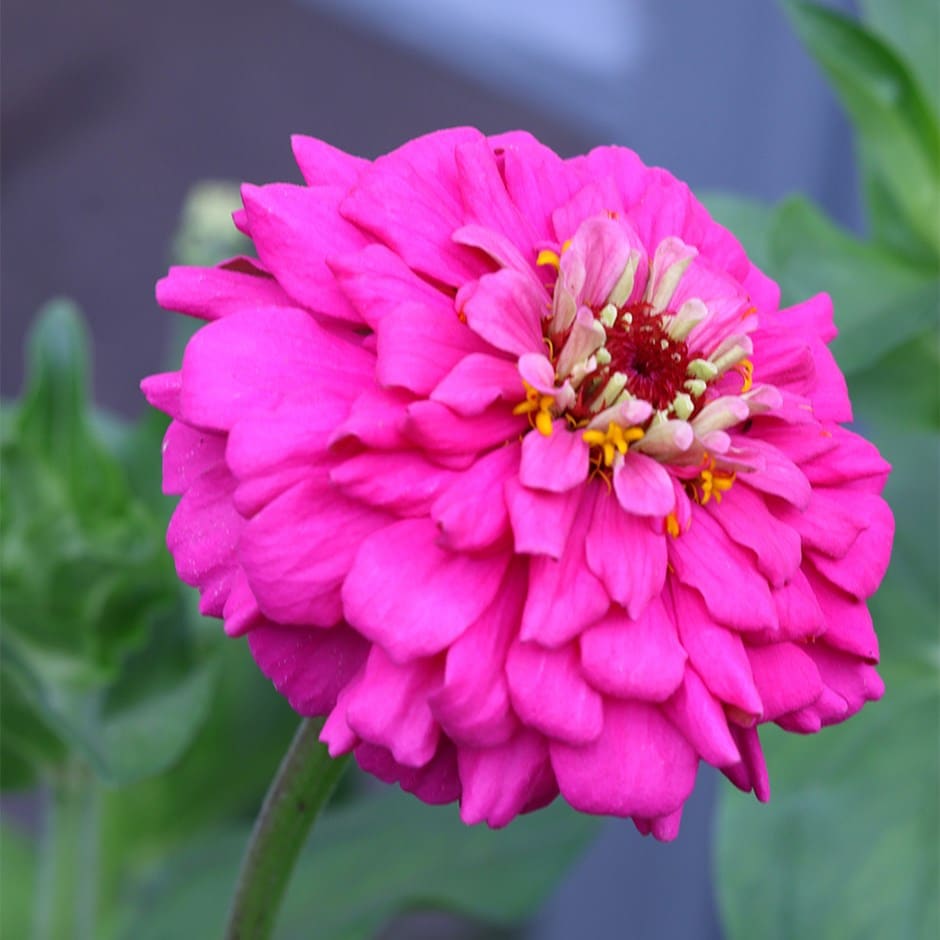 Purple Prince Zinnia