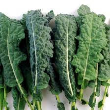 Lacinato Dino Kale
