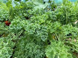 Siberian Dwarf Green Curled Kale