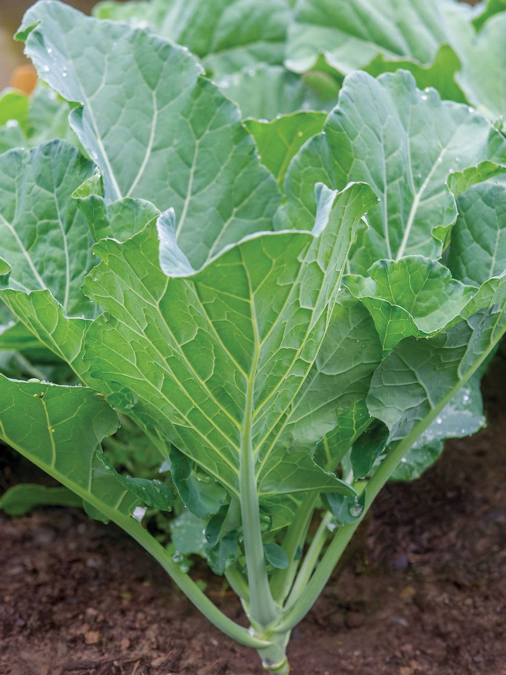 Georgia southern collard greens