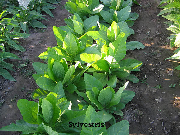 Farm.hand.seeds Nicotiana Sylvestris