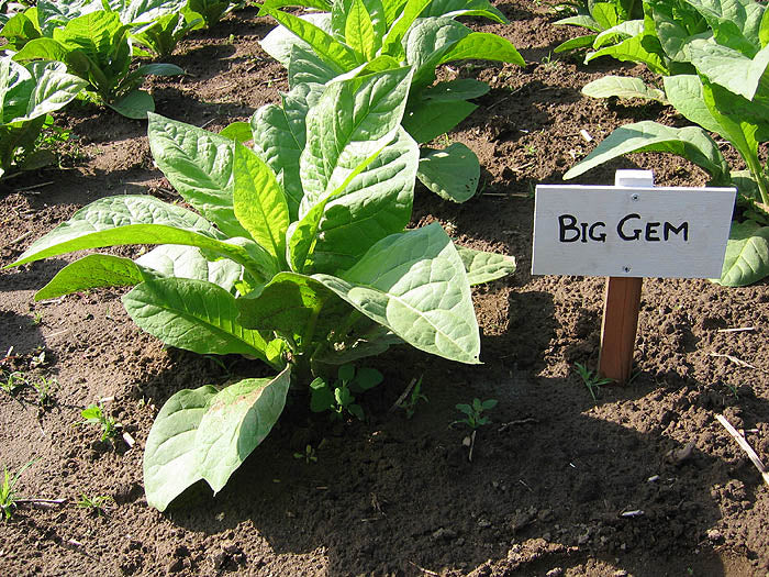 Farm.hand.seeds Big Gem