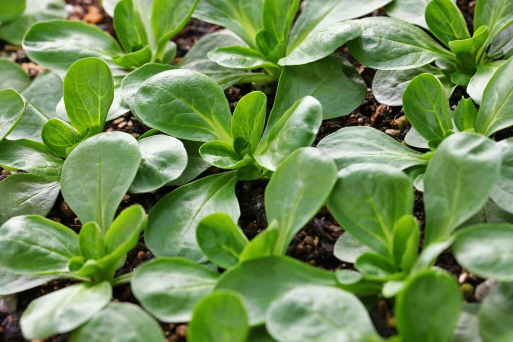 Corn Salad Greens