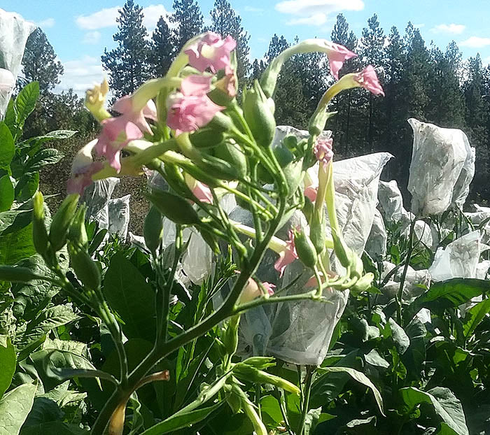 Farm Hand Seeds Chichicaste