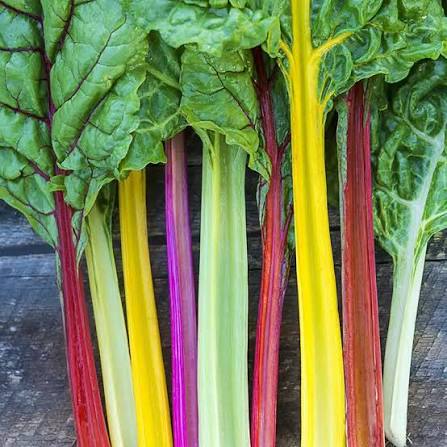 Bright Lights Swiss Chard