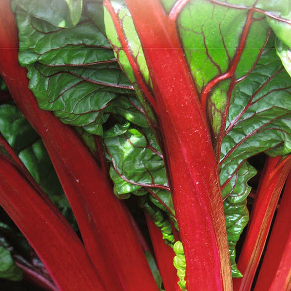 Ruby Red Swiss Chard