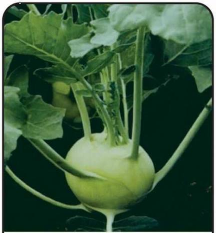 Early White Vienna Kohlrabi