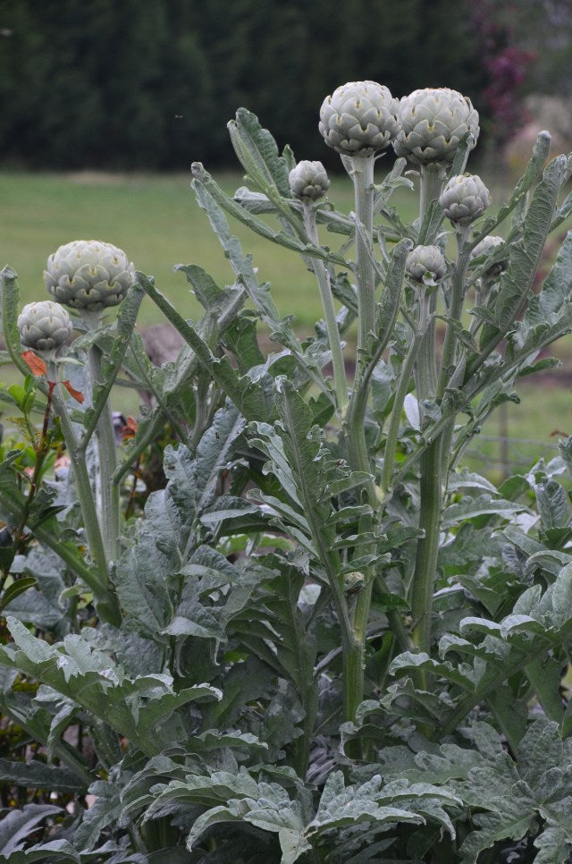 Green globe artichoke