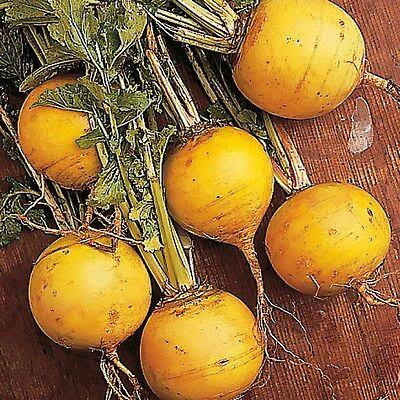 Golden Turnip