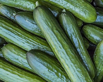 Tender green burpless cucumber