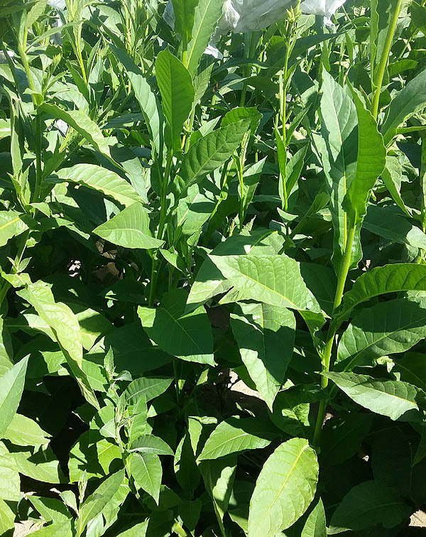 Farm Hand Seeds Chichicaste