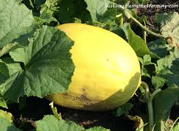 Heirloom Canary Yellow Melon