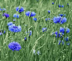Dwarf blue bachelor buttons