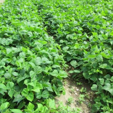 Black valentine green bean