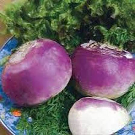 American Purple Top Rutabaga