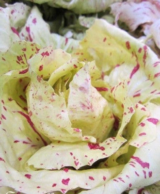 Castel Franco endive