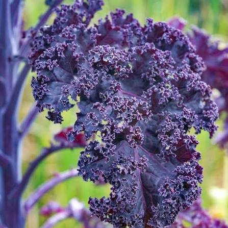 Scarlet kale