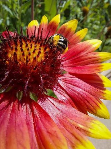 Indian blanket flower