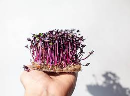 Red arrow sprouting radish seeds