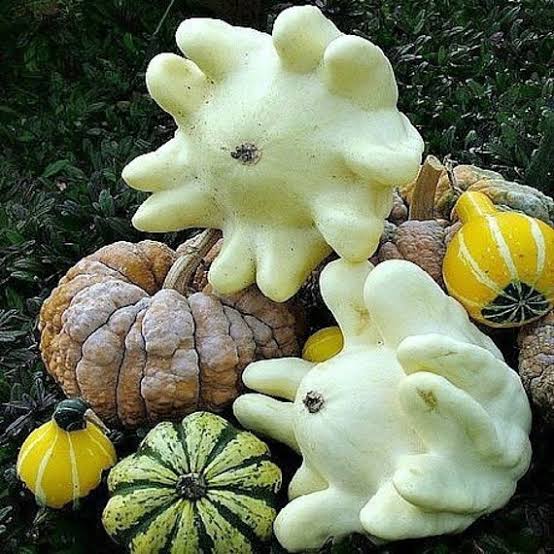 YUGOSLAVIAN FINGER SQUASH
