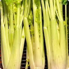Giant golden pascal celery