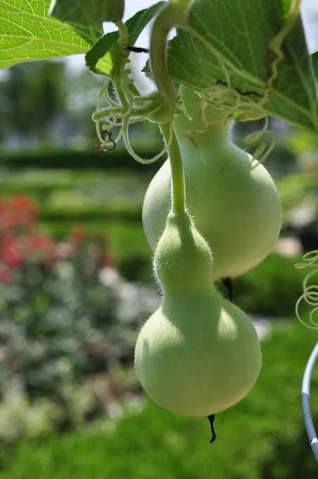 Bird house gourds