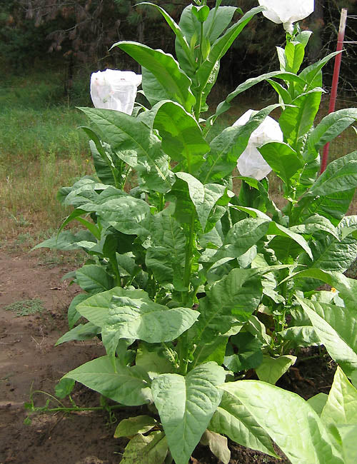 Farm Hand Seeds Banana Leaf Tobacco