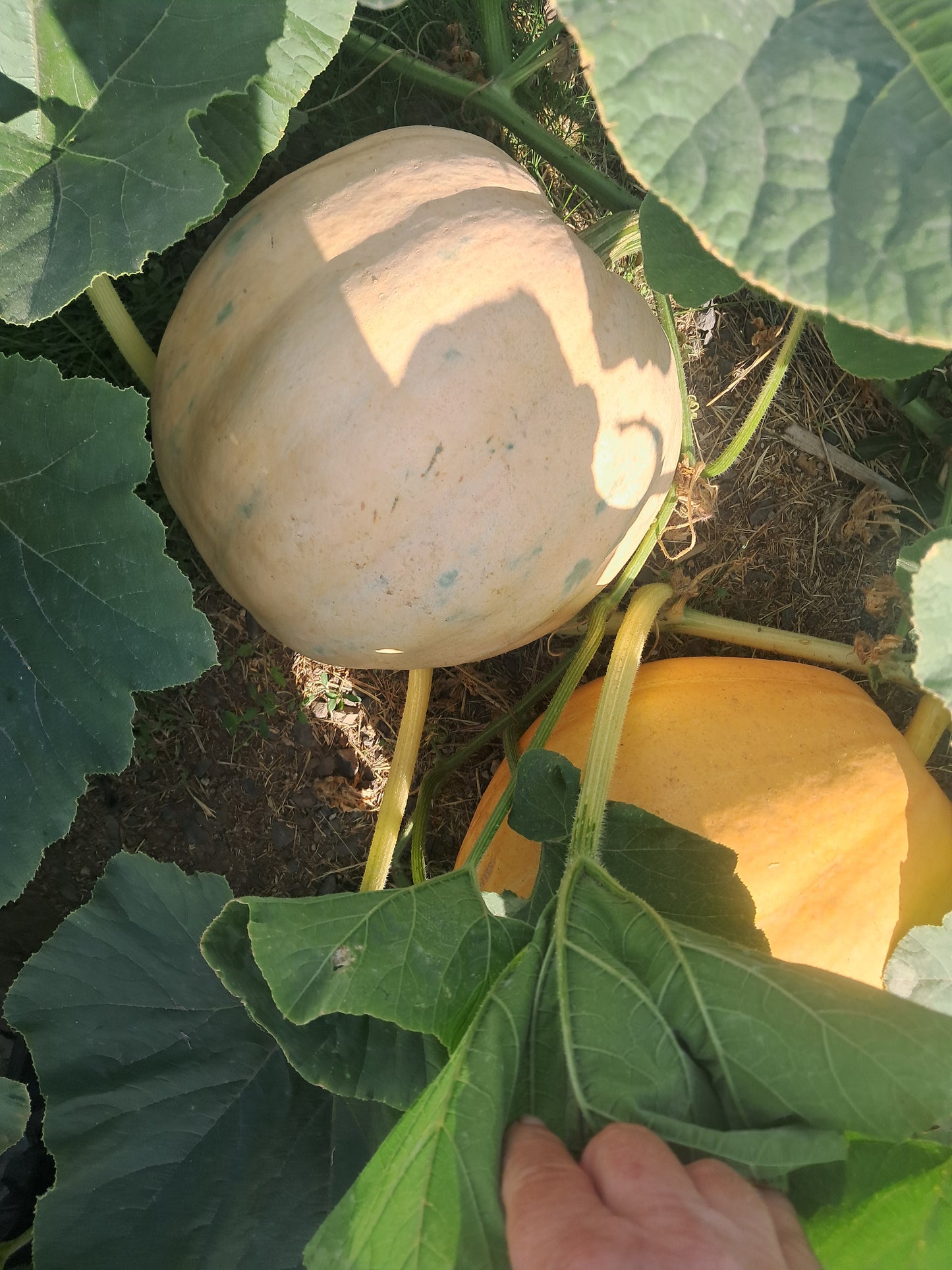 Atlantic Moon Pumpkin