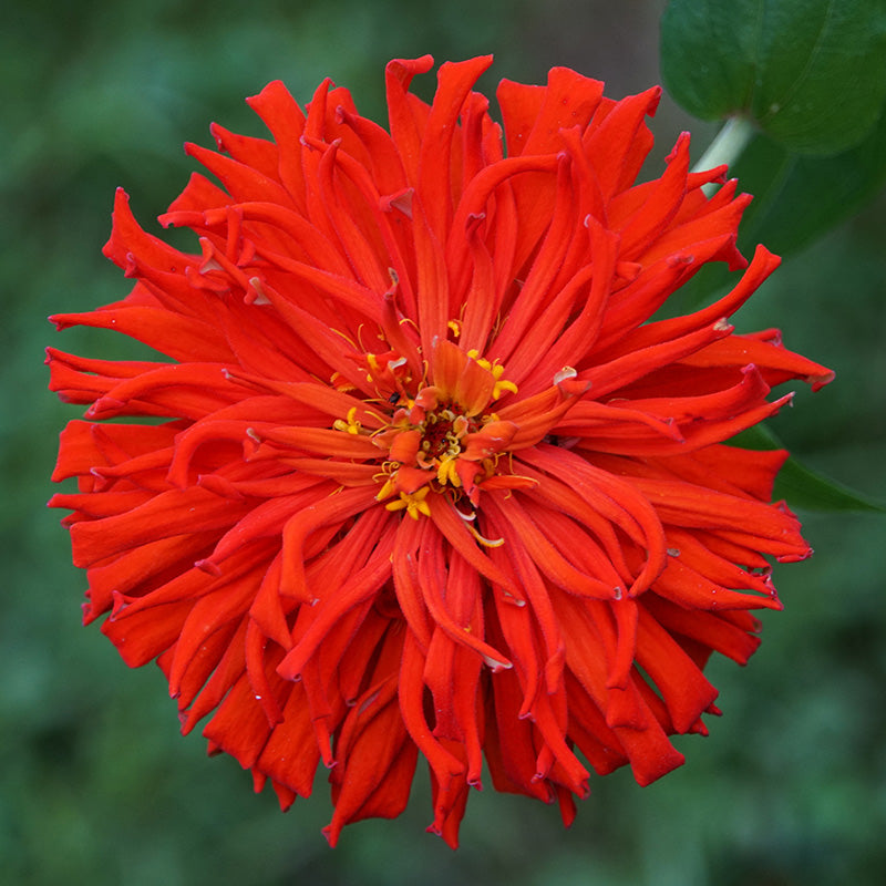 Red giant cactus zinnia