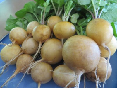Golden hellos radish