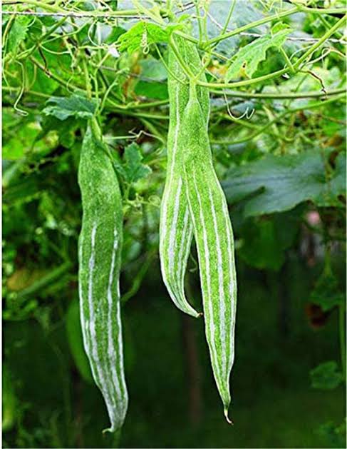 Snake gourd