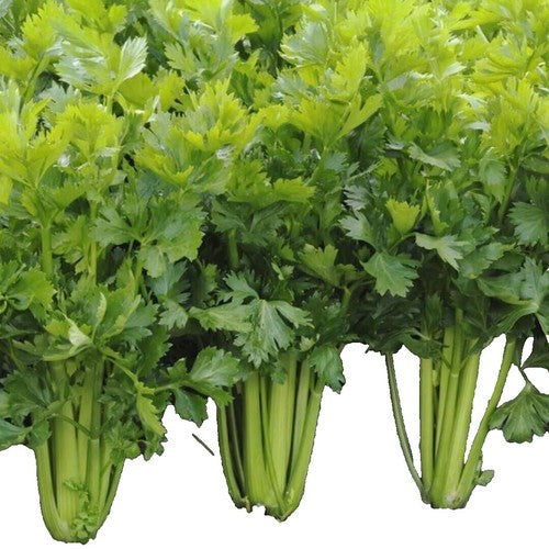 Giant golden pascal celery