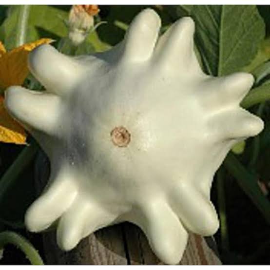 YUGOSLAVIAN FINGER SQUASH