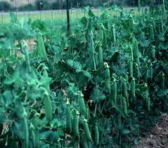 Early frosty shelling pea