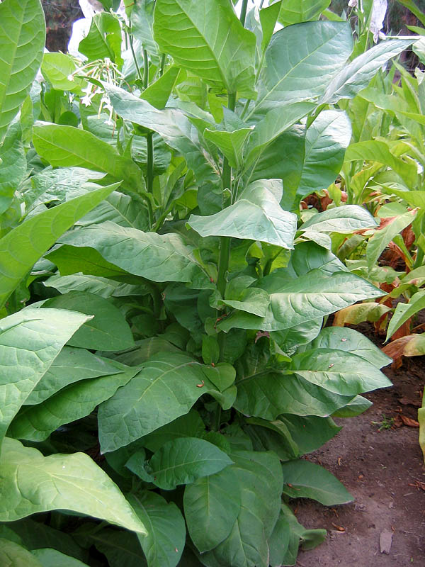 Little Sweet Orinoco Tobacco