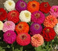 Ca zinnia mix