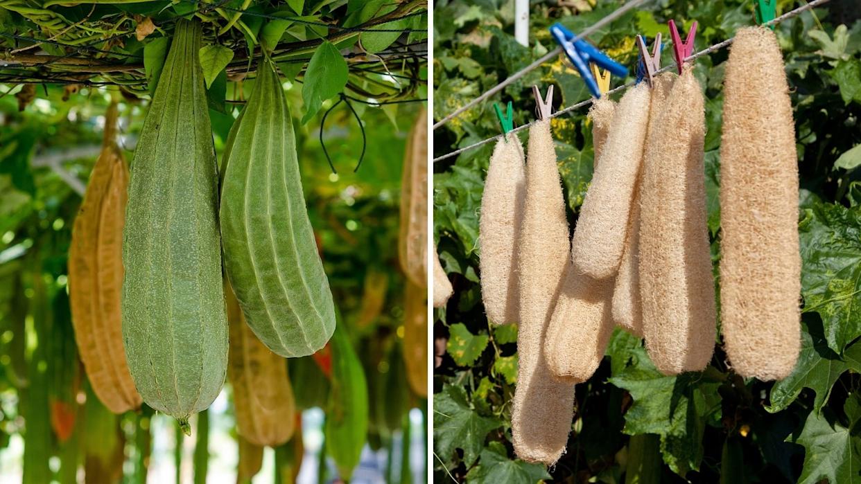 Luffa Gourd Sponge Plant