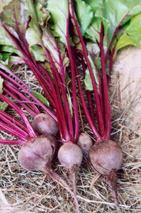 Lutz Beets