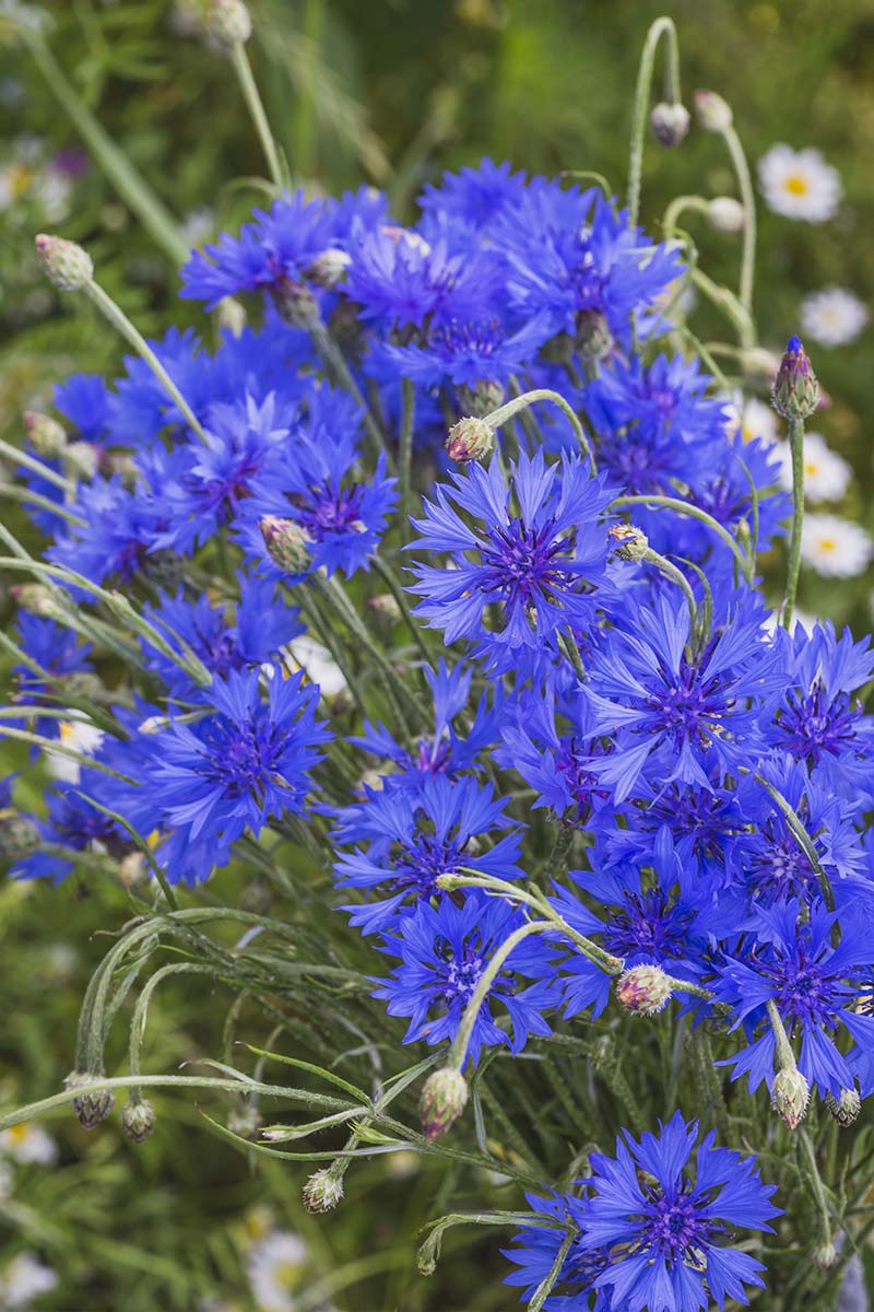 Blue bachelor buttons