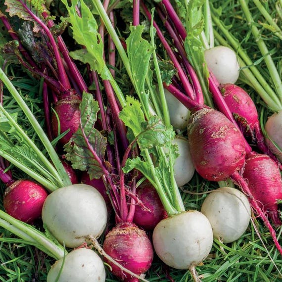 Turnip Assortment