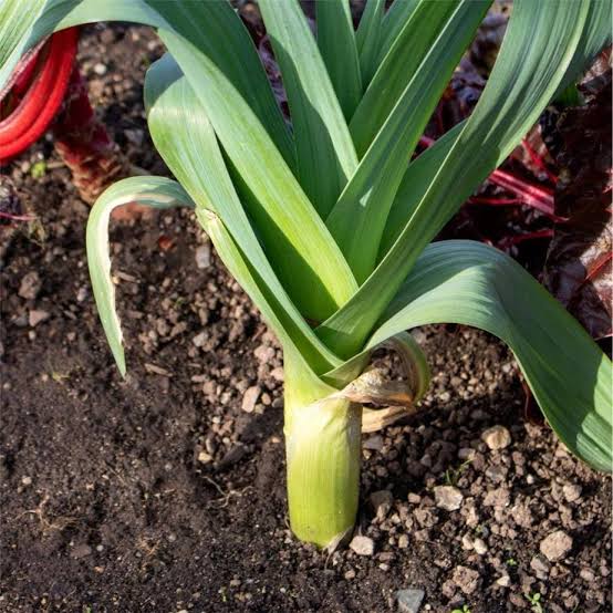 Carentan heirloom leek