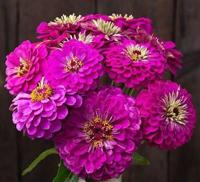 Purple Prince Zinnia