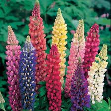Mixed color lupine