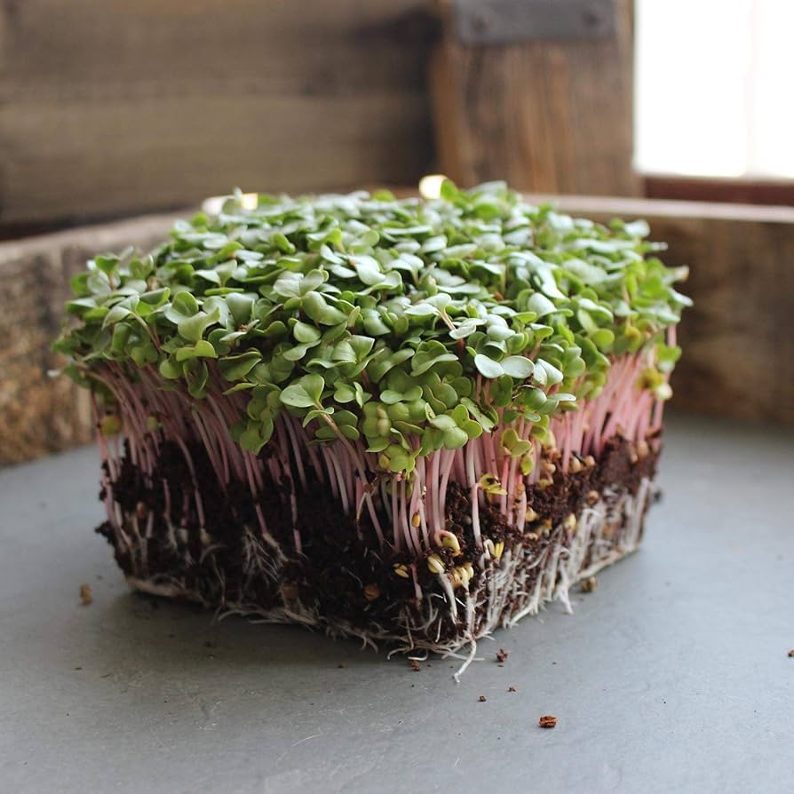 Red arrow sprouting radish seeds